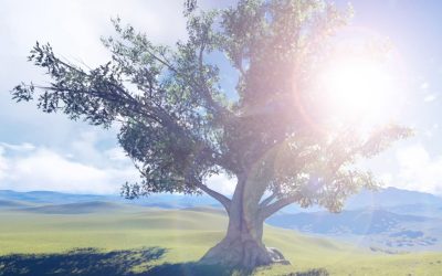 Why the tree is a metaphor for publishing